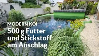 Eine Wasseranalyse an Jan Teich | Modern Koi Blog #7243