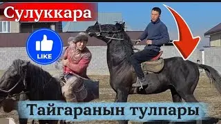 Тайгаранын тулпары сулуккара аргымак