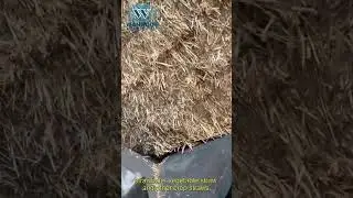 100-3000kg/h Waste Straw Shredder Wheat Stalk Crusher Machine Straw Stalk Cutting Machine #shorts
