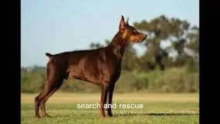 The Dobermann
