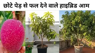 Top 3 Indian Hybrid Mango Grow in Home | घर पे लगाने वाले हाइब्रिड आम 
