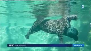 Le Zoo de Bordeaux-Pessac installe un bassin pour ses jaguars