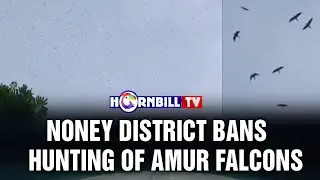 NONEY DISTRICT BANS HUNTING OF AMUR FALCONS