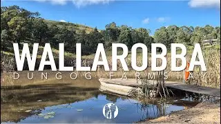 Wallarobba Farmstay - Weekend away with the dogs out Dungog way. Bushwalks, farm animals, plus more
