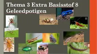 GTH1X T3EBS8 Geleedpotigen