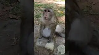 Wildlife monkeys in Amber troop #animalmonkey #animallife #monkey