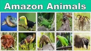 Amazon Animals for Kids | 100 Rainforest Wildlife Names in English | Easy Amazon Animals English