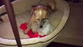 'Angel' Rose demonstrates proper, dog-toy destruction technique.