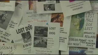 Lucas County dog license registration now available for 2026