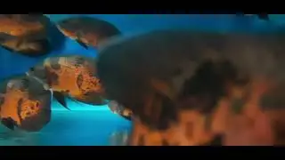 #Leopard Oscars#oscarfish #aquarium #fishtank #fish #oscarfishlover  #Oscar Leopard Sri Lanka