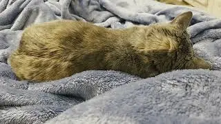 Tsuki's Tuesday Chill Vibes and Cozy Cat Naps