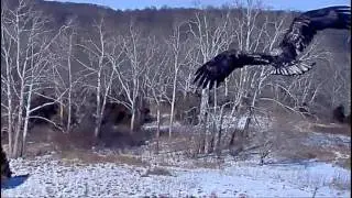 Feb 8 2026 Sub Adult Visitor Bella and Scout Defend Nest Views from Three Cameras NCTC Bald Eagles