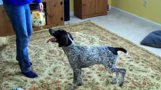 GSP chasing feather toy
