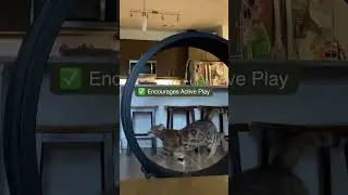 Veterinarian-Approved Cat Exercise Wheel #onefastcat #catwheel #cat