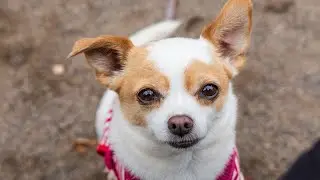 Chihuahua Dog Vlog.  A Morning Chat With My Affectionate Chihuahua Dog.