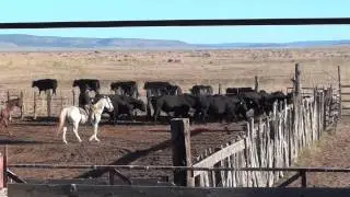 Diamond A part 2 -- Ranch Operations
