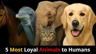 5 Most Loyal Animals to Humans