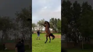 Horse training jumps #arabianhorse