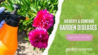 How to Identify & Control Garden Diseases