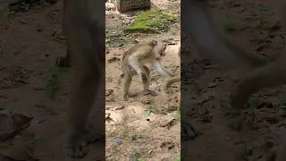 funny lovely happy beautiful day monkey playing #shorts #shortsfeed #monkey #shortvideo