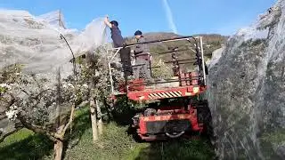 Des filets Alt'Carpo pour sécuriser ses récoltes et pour éclaircir ses pommiers.