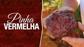 Pinha Vermelha - Annona Squamosa 