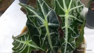 Alocasia Amazonica / Alocasia Polly(smaller variety) care and guide