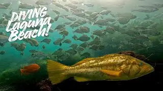 Потрясающие условия для дайвинга в Лагуна-Бич!
