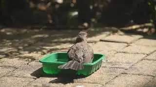 FILMING BIRDS 2021