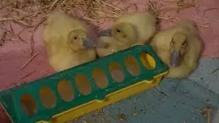 Yellow Fluff Balls