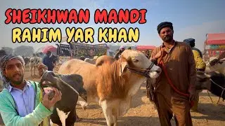 sheikhwan mandi 2025 | biggest mandi in punjab | price update 2025 | qurbani 2026
