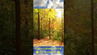 Лечебные Звуки Природы, Шум Леса, Пение Птиц в Лесу/Healing Sounds of Nature, Forest Noise, Birdsong