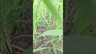 The Farmer Didn't Believe Him Until He Tested theMachine#shortvideo #shorts #viral #farming