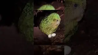 Какапо &mdash; самый большой и редкий попугай в мире