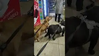 sausage beggars #cute #dog #beautifuldog