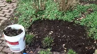 Removing Lesser Celandine pilewort