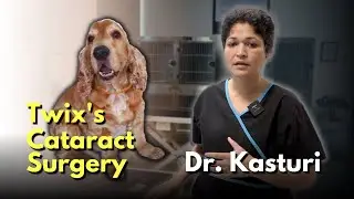 Twix's Cataract Surgery | Dr. Kasturi | The Eye Vet - Episode 02