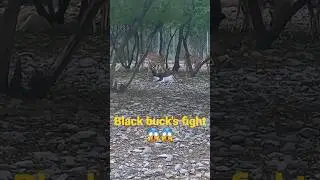 Black Buck's fight 😱😱🫎🫎 #animalspot #animals #blackbucks #funny #animalfightandkids #loin
