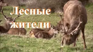 Educational video for children - Forest dwellers