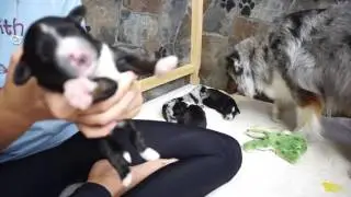 Mini Poochie Pups at 8 days old