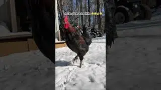 El jefe de jefes 😂😂😜🤪 #viralvideo #rooster #humor #familyfun