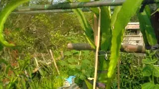 AX dragon fruit  grafting plants / dragon fruit chat Bagan