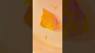Queen Angelfish &ndash; Stunning Reef Beauty & Care Guide 🌊💛💙 #fishtank #fish #aquarium #saltwateraquarium