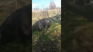 Tenak prati pesadija Vjezba