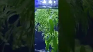 Novos filhotes de Lebiste