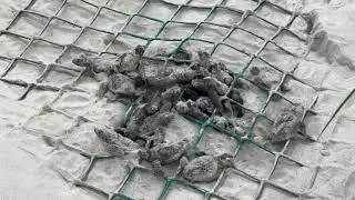 Sea Turtle Hatch Part 1: Emergence