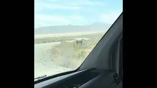 Burning Man 2025 - Day One; driving in to set up our camp. 
