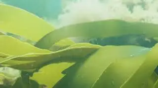 kelp frond moving in current