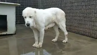Alabai's time. Our next breeding project     #alabaica #alabaicalifornia #alabaiusa