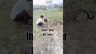 hungry dogs🐈&zwj;⬛।🐕&zwj;🦺dog blogger  🙏 animal rescue #respect #viral#short  #help